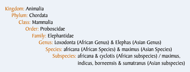 Elephant Classification Chart